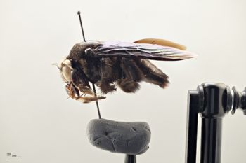 Media type: image;   Entomology 810671 Aspect: habitus lateral view